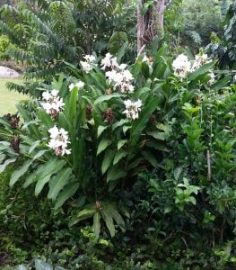 Yoğun parfüm kokulu zencefil zambağı çiçeği Hedychium coronarium