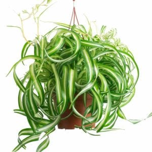 Kıvırcık kurdele hava temizleyen bitki chlorophytum comosum bonnie