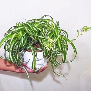 Kıvırcık kurdele hava temizleyen bitki chlorophytum comosum bonnie