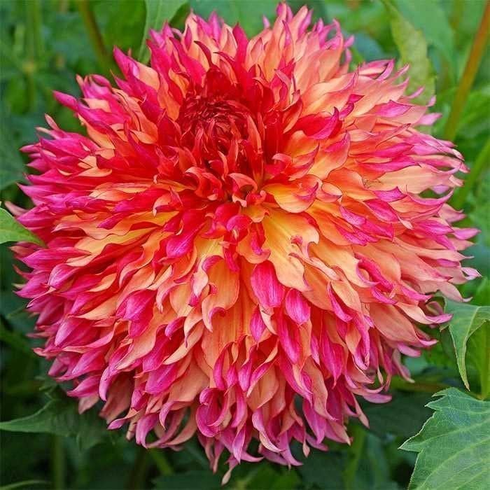 Myrtles folly yıldız çiçeği soğanı dahlia çiçek çapı 20 cm