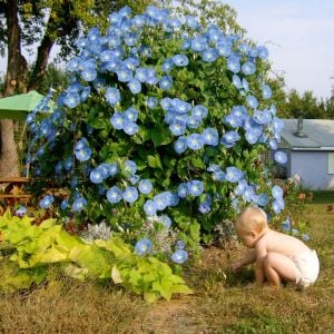 Cennet mavisi gündüz sefası tohumu ipomoea tricolor