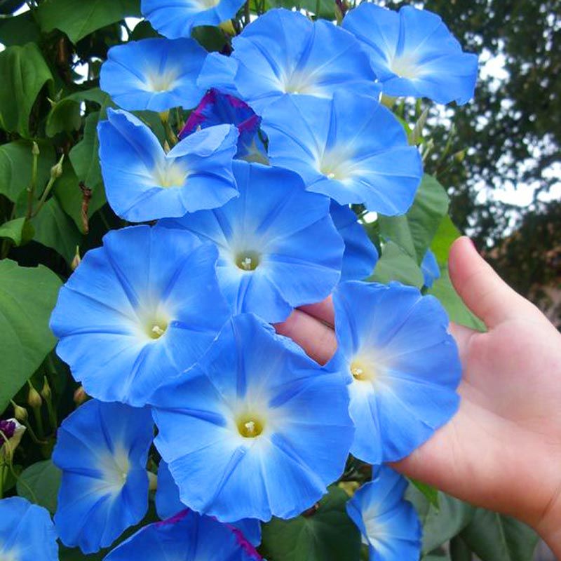 Cennet mavisi gündüz sefası tohumu ipomoea tricolor