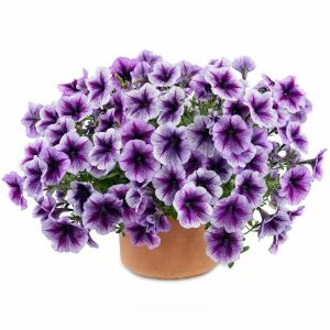 Mor kırçıllı sarkan petunya fidesi pegasus purple vein 7 yada 9 cm saksıda