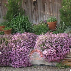 Saponaria tohumu sarkan mine çiçeği pembe