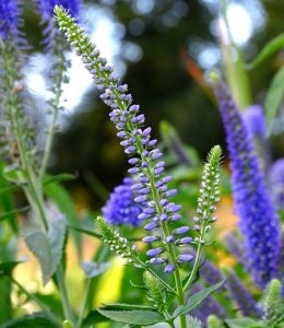 Mavi tonları veronica longifolia fidesi yavşan otu çiçeği