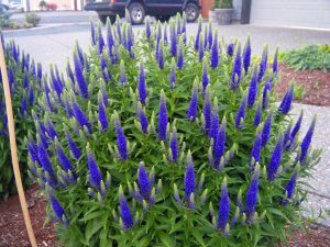 Mavi tonları veronica longifolia fidesi yavşan otu çiçeği