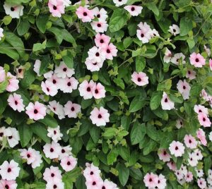 Karagözlü suzan sarmaşığı fidesi thunbergia alata pink beauty