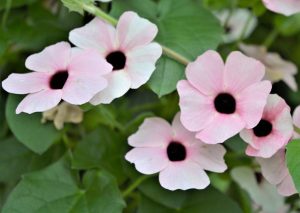 Karagözlü suzan sarmaşığı fidesi thunbergia alata pink beauty