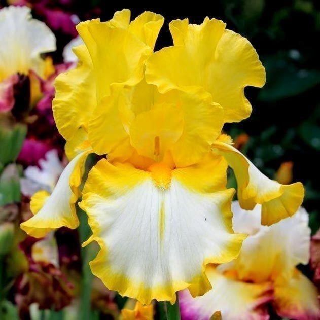 Fringe of gold iris süsen çiçeği soğanı iris germanica
