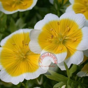 Limnanthes tohumu ispanyol omleti çiçeği