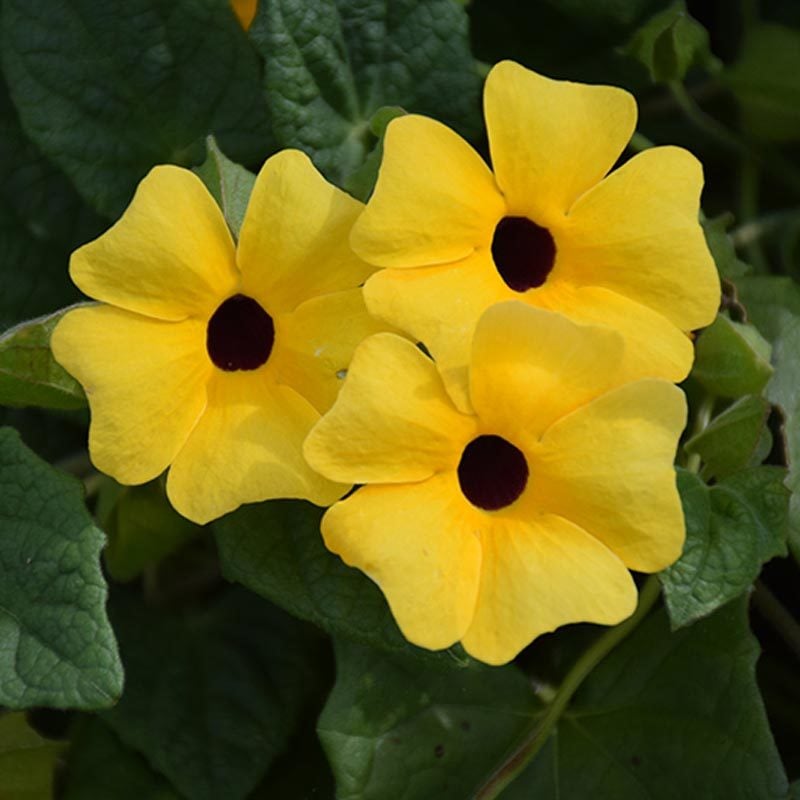 Karagözlü suzan sarmaşığı fidesi thunbergia alata apricot