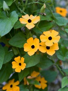 Karagözlü suzan sarmaşığı fidesi thunbergia alata apricot