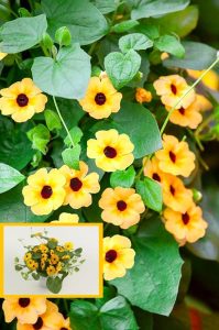 Karagözlü suzan sarmaşığı fidesi thunbergia alata apricot