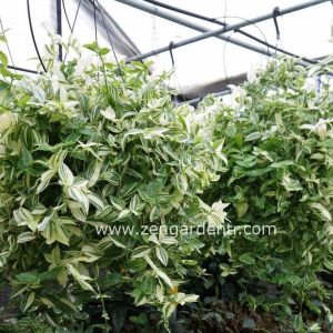 Yeşil beyaz telgraf çiçeği fidesi tradescantia albiflora