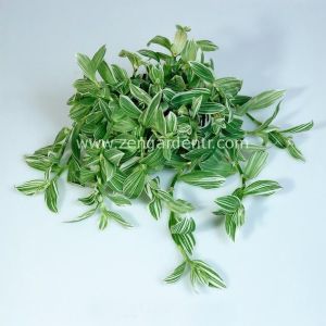 Yeşil beyaz telgraf çiçeği fidesi tradescantia albiflora