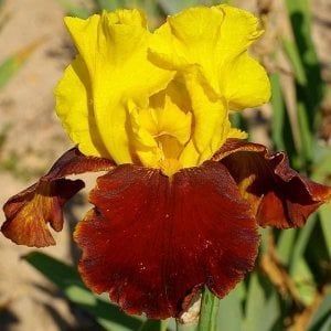 That jazz iris süsen çiçeği soğanı iris germanica