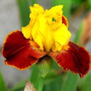 That jazz iris süsen çiçeği soğanı iris germanica