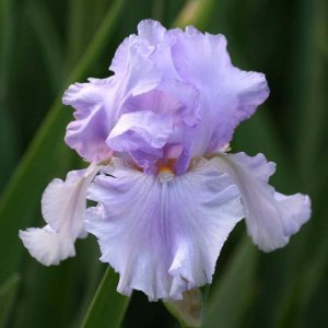 Timescape iris süsen çiçeği soğanı iris germanica