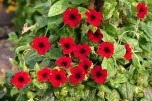 Karagözlü suzan sarmaşığı fidesi thunbergia alata cherry