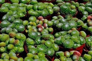 Sempervivum arachnoideum sukulent rozet bitki