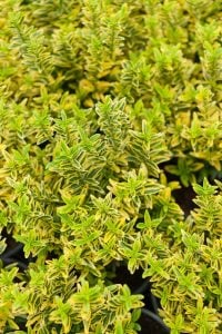 Sarı yeşil çıtır taflan fidanı euonymus japonicus microphyllus aureovariegatus