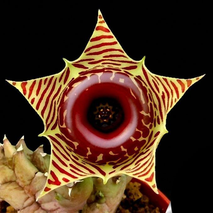 Huernia zebrina magniflora sukulent