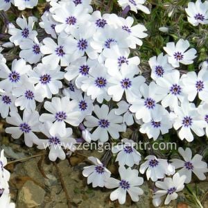 Phlox subulata yayılıcı floks pharaoh blue eye