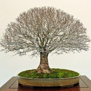 Keyaki japanese japon zelkova ağacı tohumu