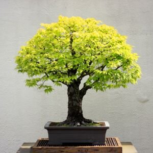 Keyaki japanese japon zelkova ağacı tohumu