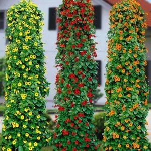 Karagözlü suzan sarmaşığı fidesi thunbergia orange beauty