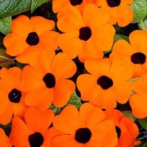 Karagözlü suzan sarmaşığı fidesi thunbergia orange beauty