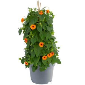 Karagözlü suzan sarmaşığı fidesi thunbergia orange beauty