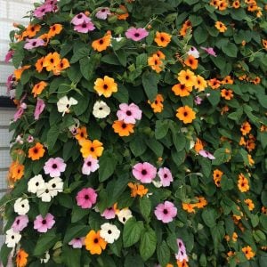 Karagözlü suzan sarmaşığı fidesi thunbergia orange beauty