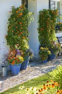 Karagözlü suzan sarmaşığı fidesi thunbergia orange beauty