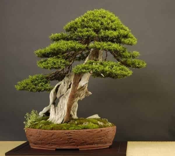 Japanese yew taxus cuspidata japon bonsai tohumu