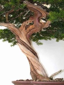 Japanese yew taxus cuspidata japon bonsai tohumu