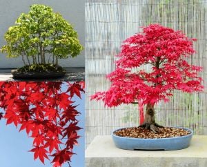 Acer rubrum tohumu red maple alev kırmızı bonsai