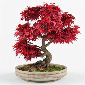 Acer rubrum tohumu red maple alev kırmızı bonsai