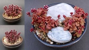 Crassula exilis ssp. picturata kırmızı