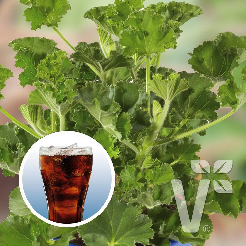 Coca cola kokulu sardunya fidesi sivrisinek kovucu pelargonium odorata cola