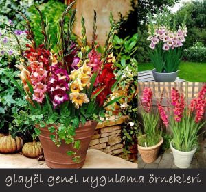 Candy bar saksı tip glayöl çiçek soğanı ithal gladiolus
