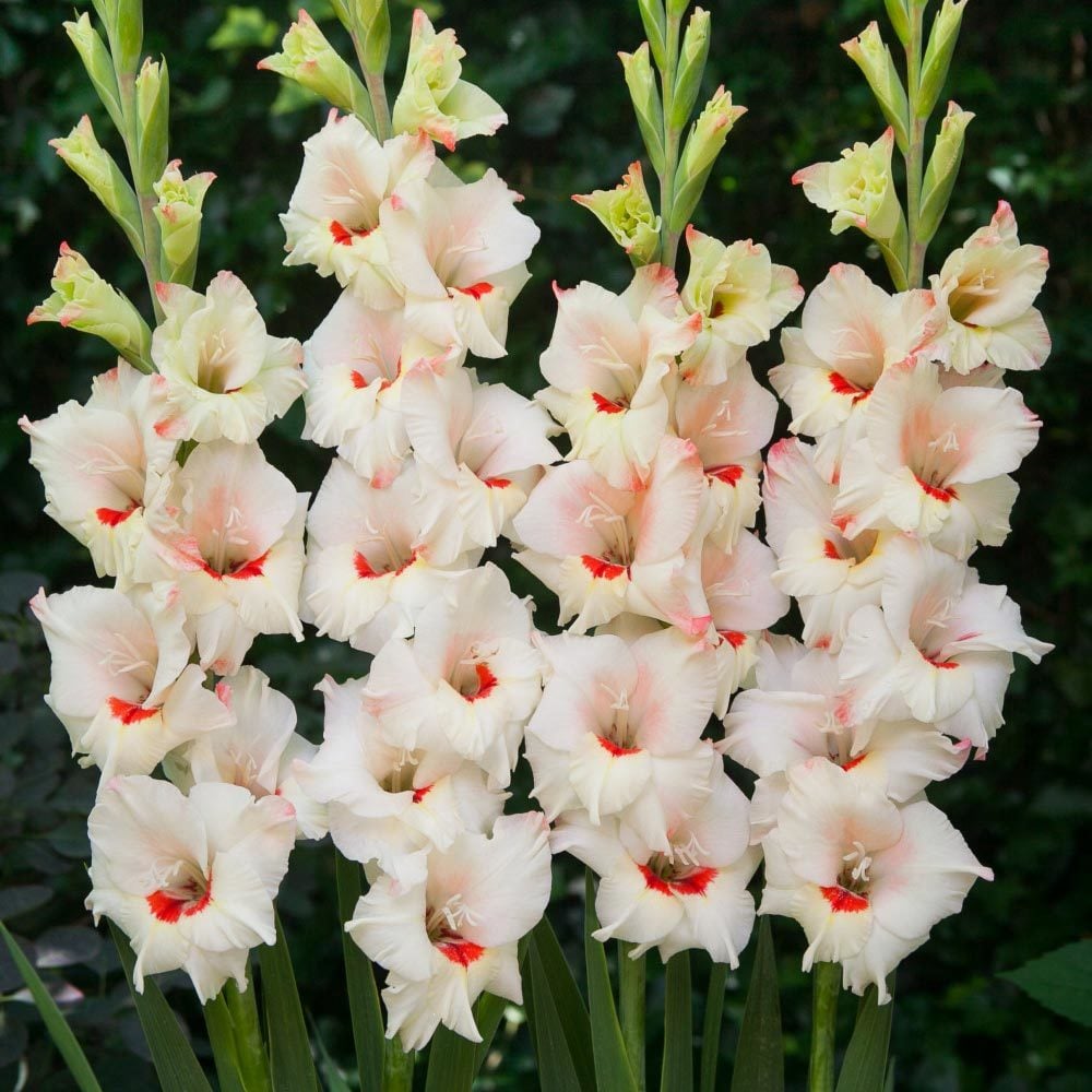 Candy bar saksı tip glayöl çiçek soğanı ithal gladiolus