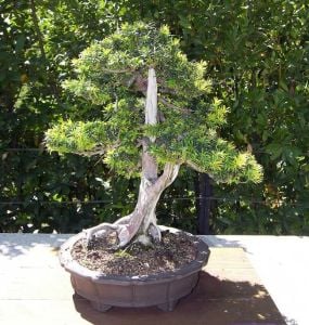 English yew taxus baccata porsuk ağacı bonsai tohumu