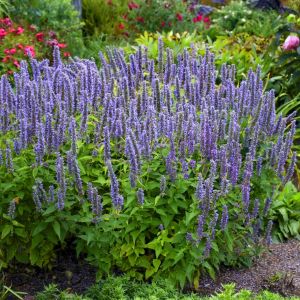 Japon nanesi tohumu japanese mint seeds agastache