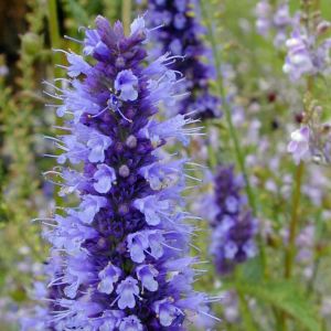 Japon nanesi tohumu japanese mint seeds agastache