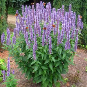 Japon nanesi tohumu japanese mint seeds agastache