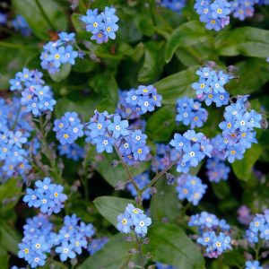 Beni unutma çiçeği tohumu myosotis sylvatica mavi çiçekli