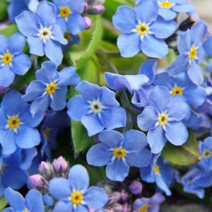 Beni unutma çiçeği tohumu myosotis sylvatica mavi çiçekli