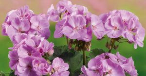 Koyu Lavanta sardunya fidesi pelargonium grandeur dark lavender