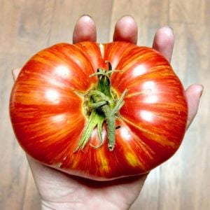 Altın sırık pembe domates tohumu Atalık Vintage Wine tomato
